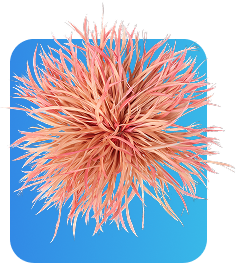 Pink spiky flower isolated on a blue background.